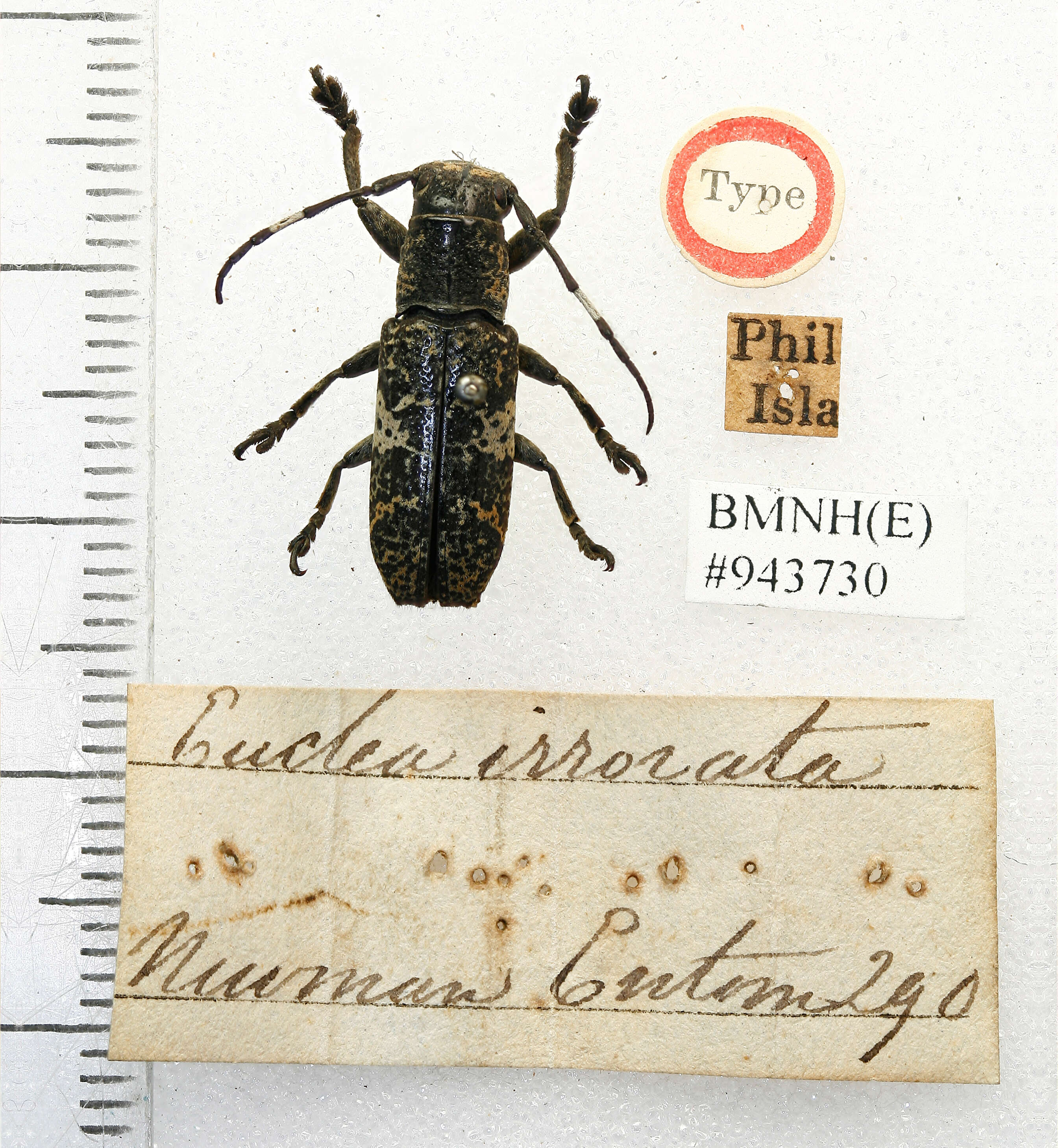 Image of Callimetopus irroratus (Newman 1842)