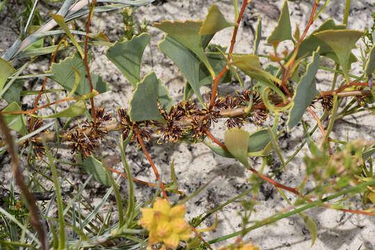 Image de Hakea flabellifolia Meissn.