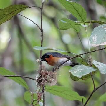 Image of Spectacled Monarch