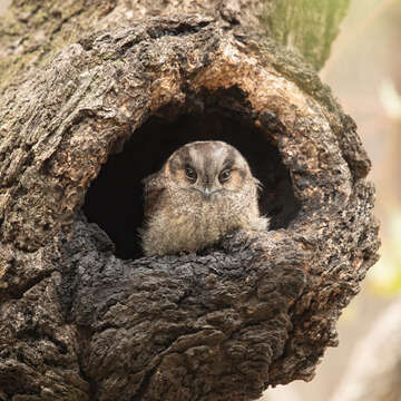 Image of Australian Owlet-Nightjar