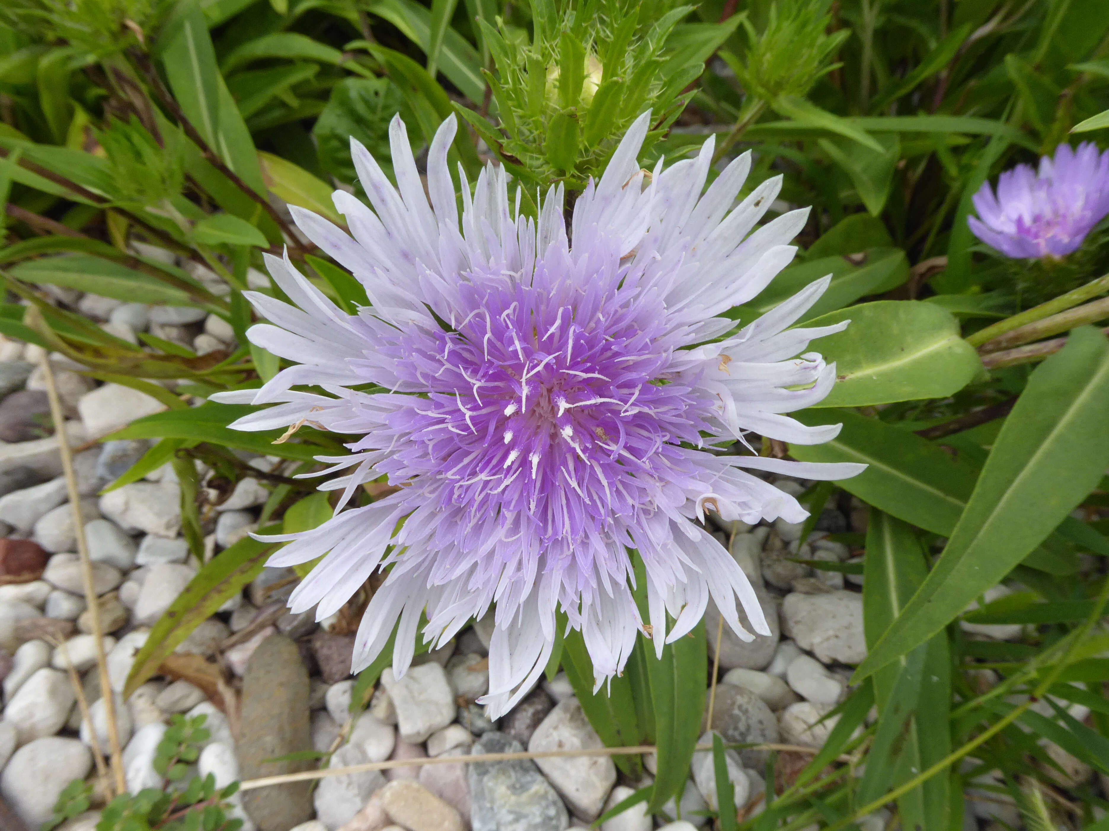 Imagem de Stokesia