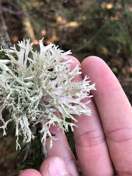 Image of ring lichen