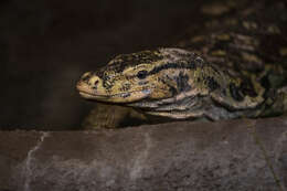 Image of Common Water Monitor