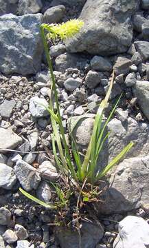 Image of Tofield's asphodel