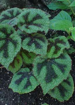 Image of Begonia masoniana Irmsch. ex Ziesenh.