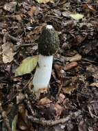 Image of Stinkhorn