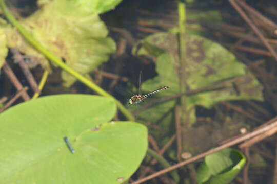 Image of Downy Emerald