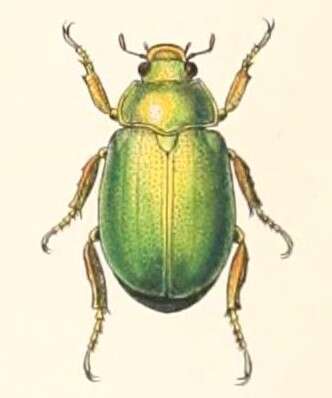 Image de Anoplostethus