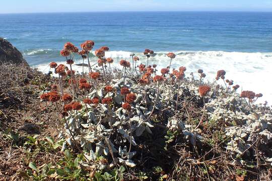 Image of seaside buckwheat