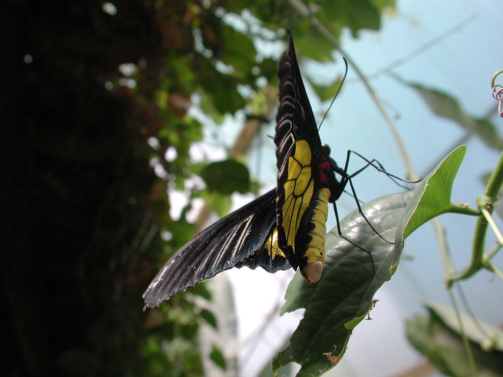 Image of Troides aeacus (Felder & Felder 1860)