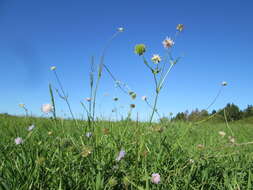 Слика од Knautia arvensis (L.) Coulter