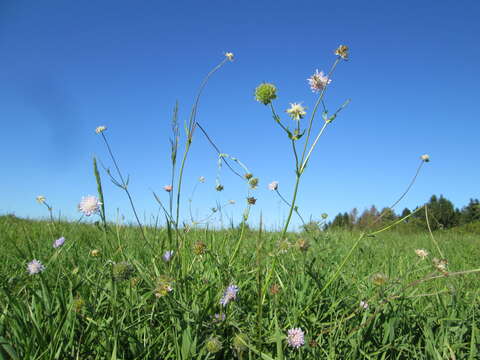 Слика од Knautia arvensis (L.) Coulter