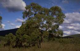 Image of Eucalyptus aromaphloia Pryor & J. H. Willis