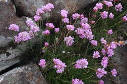 Image of thrift seapink