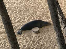 Image of Hawaiian Monk Seal