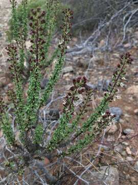 Image of Eupatorieae