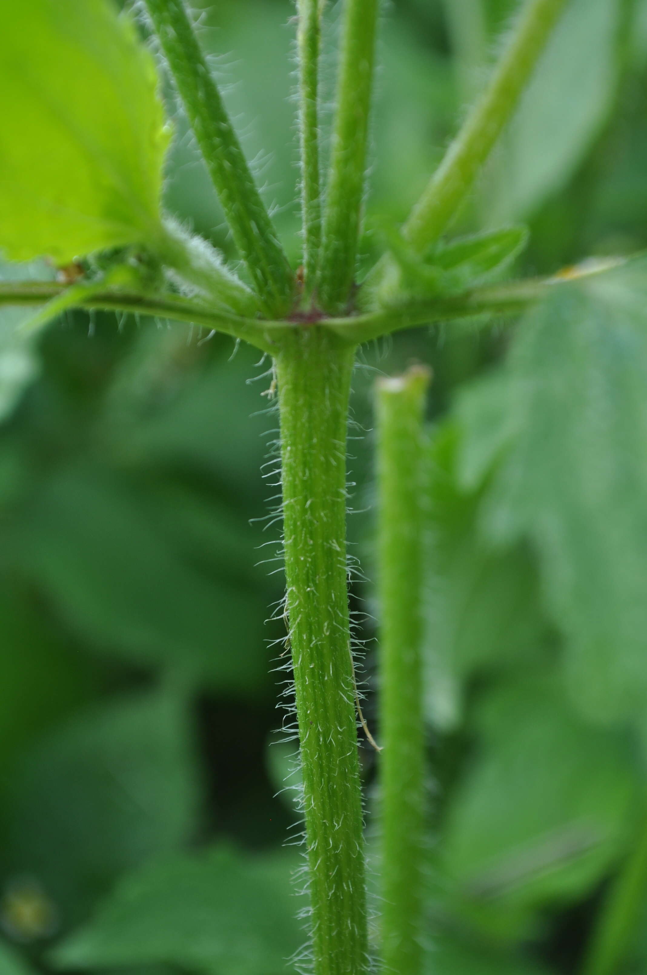 Image of shaggy soldier