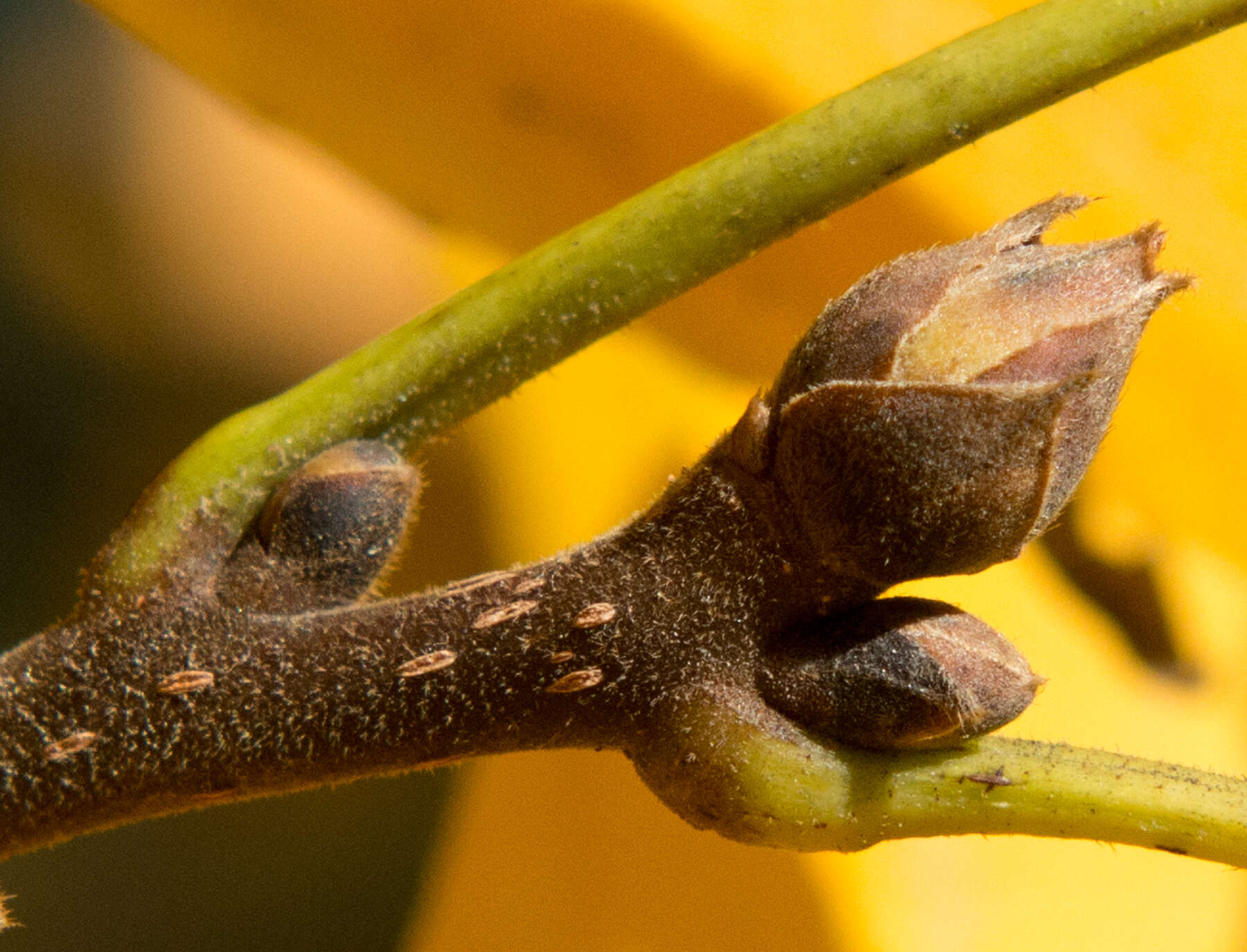 Image of shagbark hickory