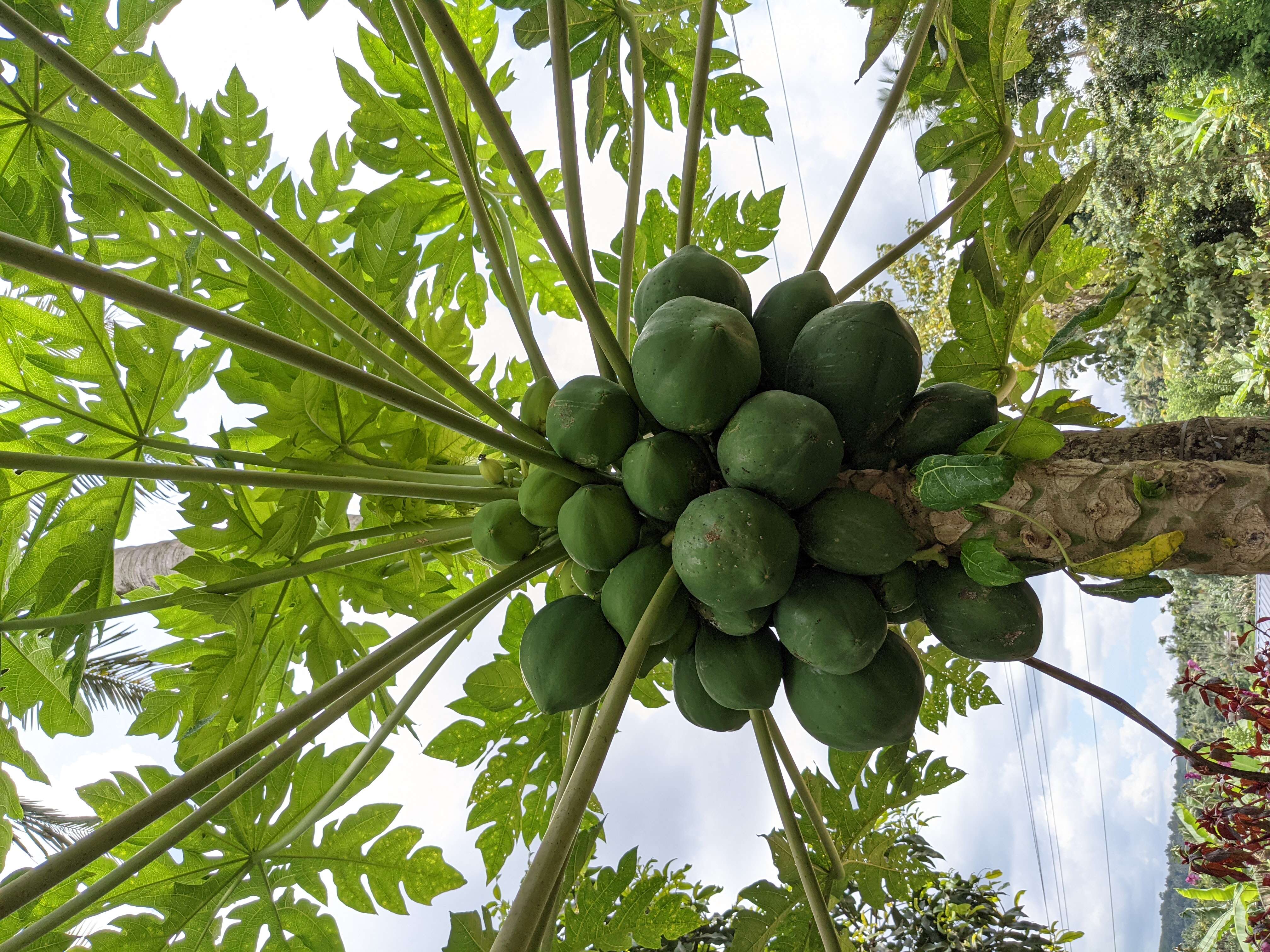 Image of papaya