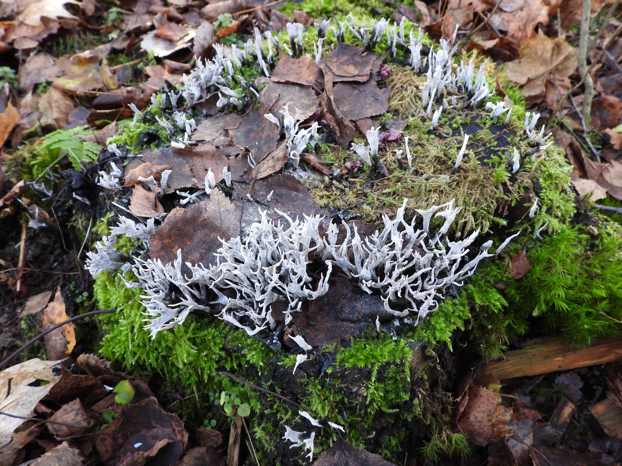 Image of Candle-snuff Fungus