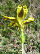 Image of Goodenia pinnatifida Schltdl.