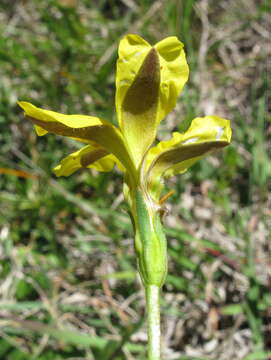 Image of Goodenia pinnatifida Schltdl.