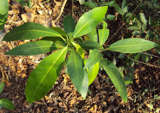 Croton persimilis Müll. Arg.的圖片