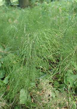 Image of Shady Horsetail