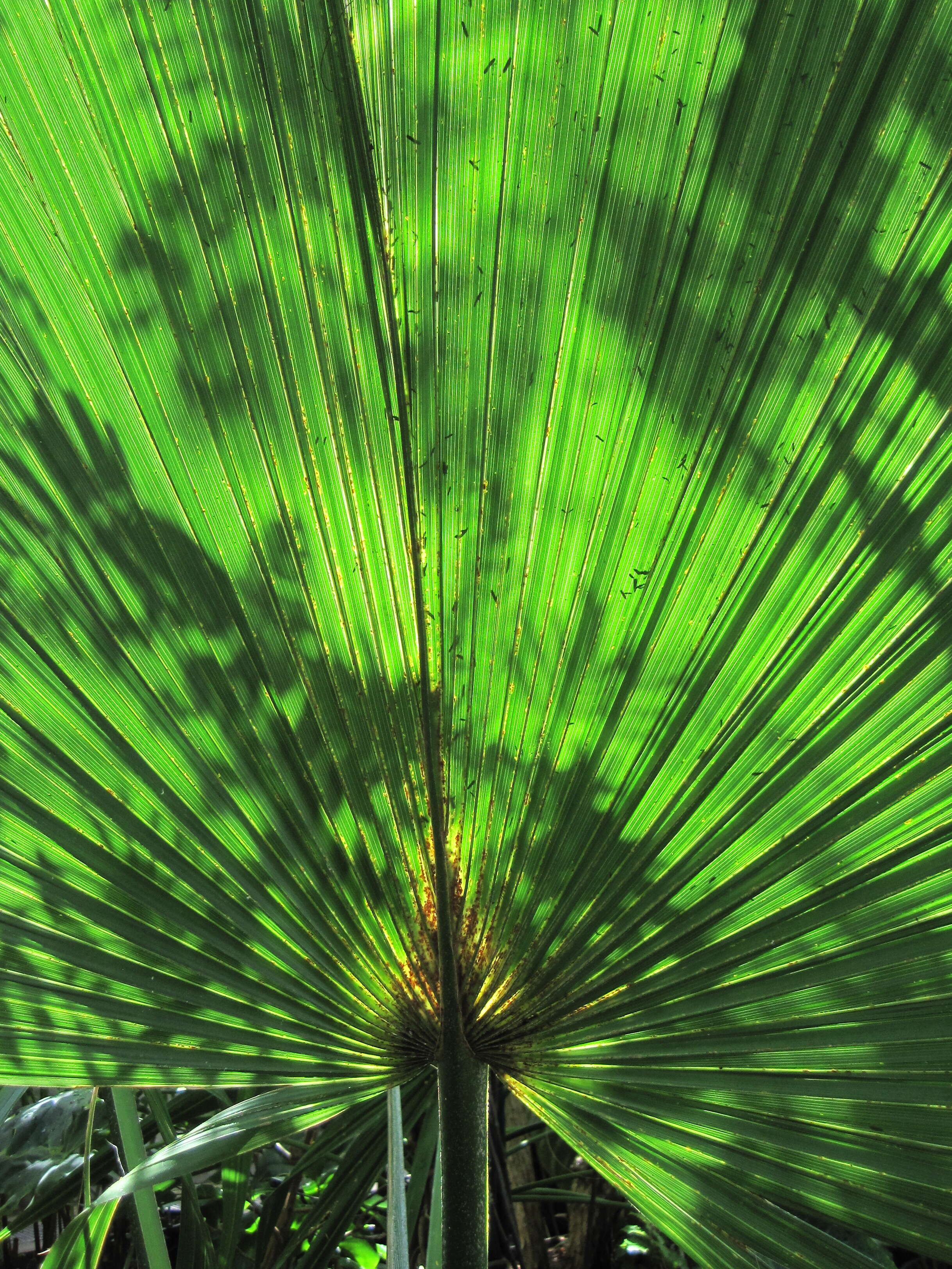 Image of dwarf palmetto