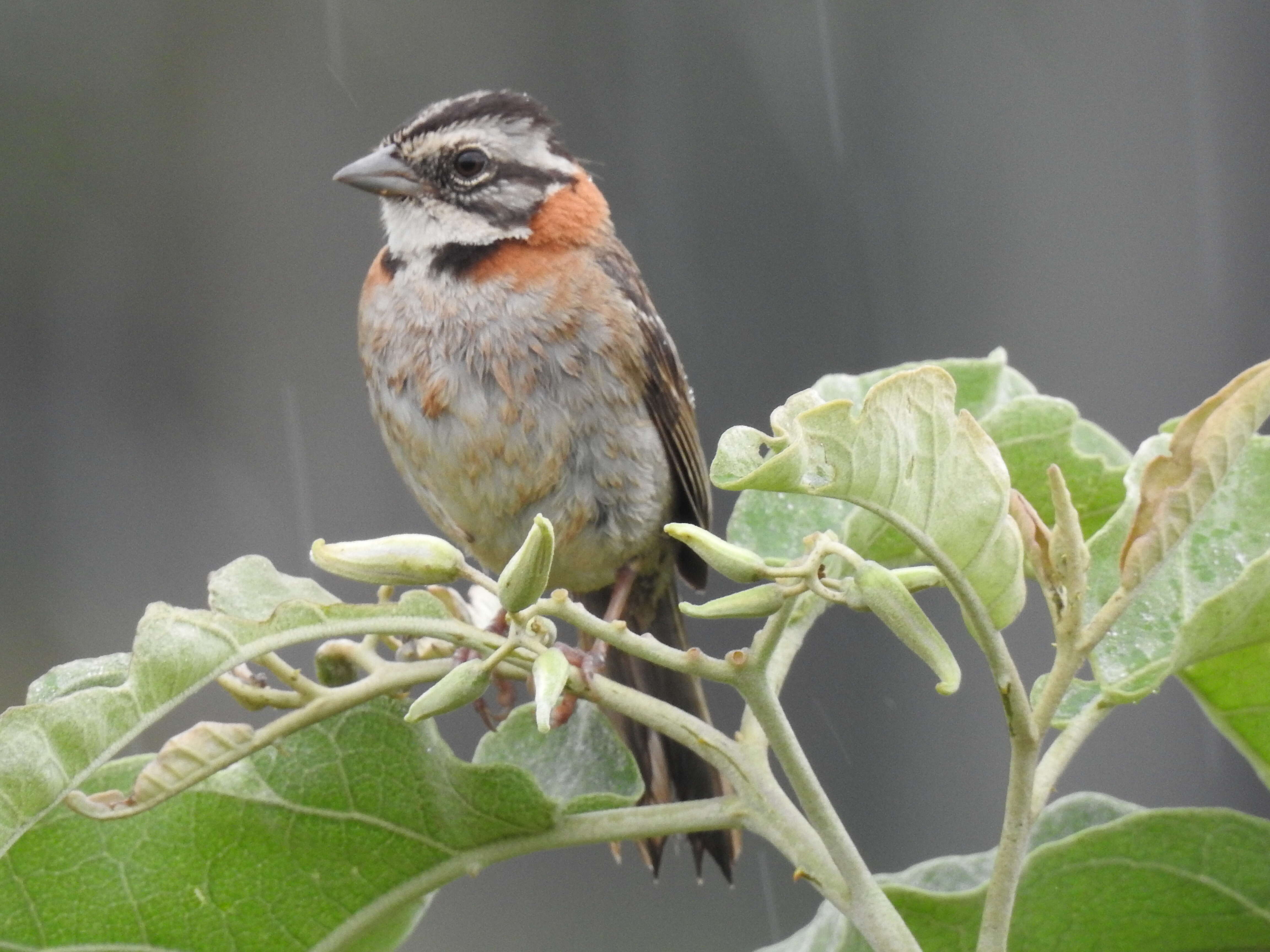 Imagem de Zonotrichia capensis (Müller & Pls 1776)