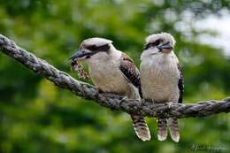 Image of Kookaburra