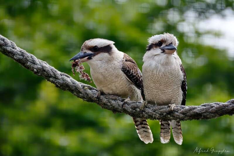 Image of Kookaburra