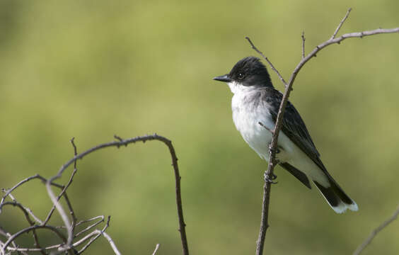 Image of Eastern Kingbird