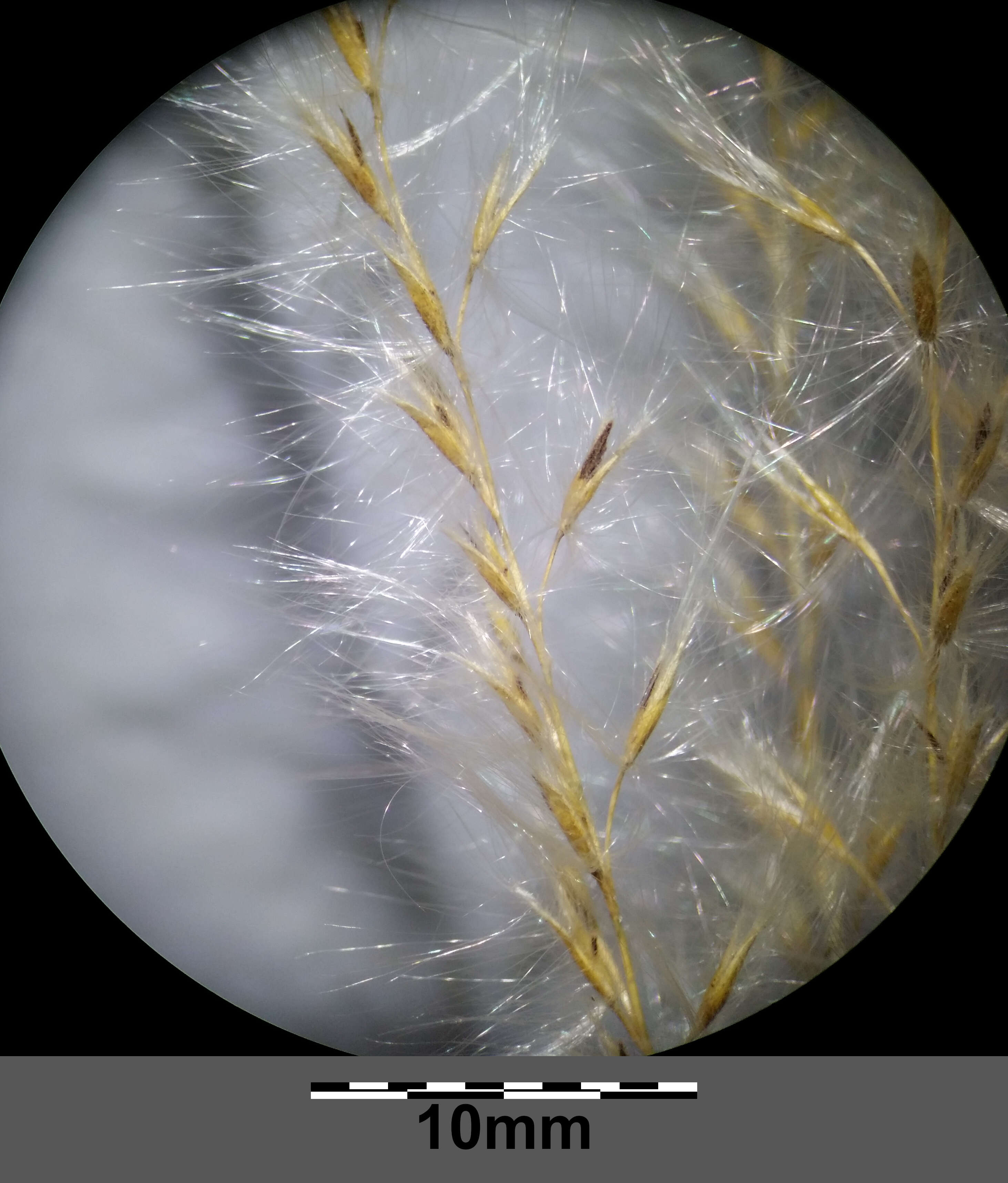 Imagem de Miscanthus sacchariflorus (Maxim.) Benth. & Hook. fil. ex Franch.