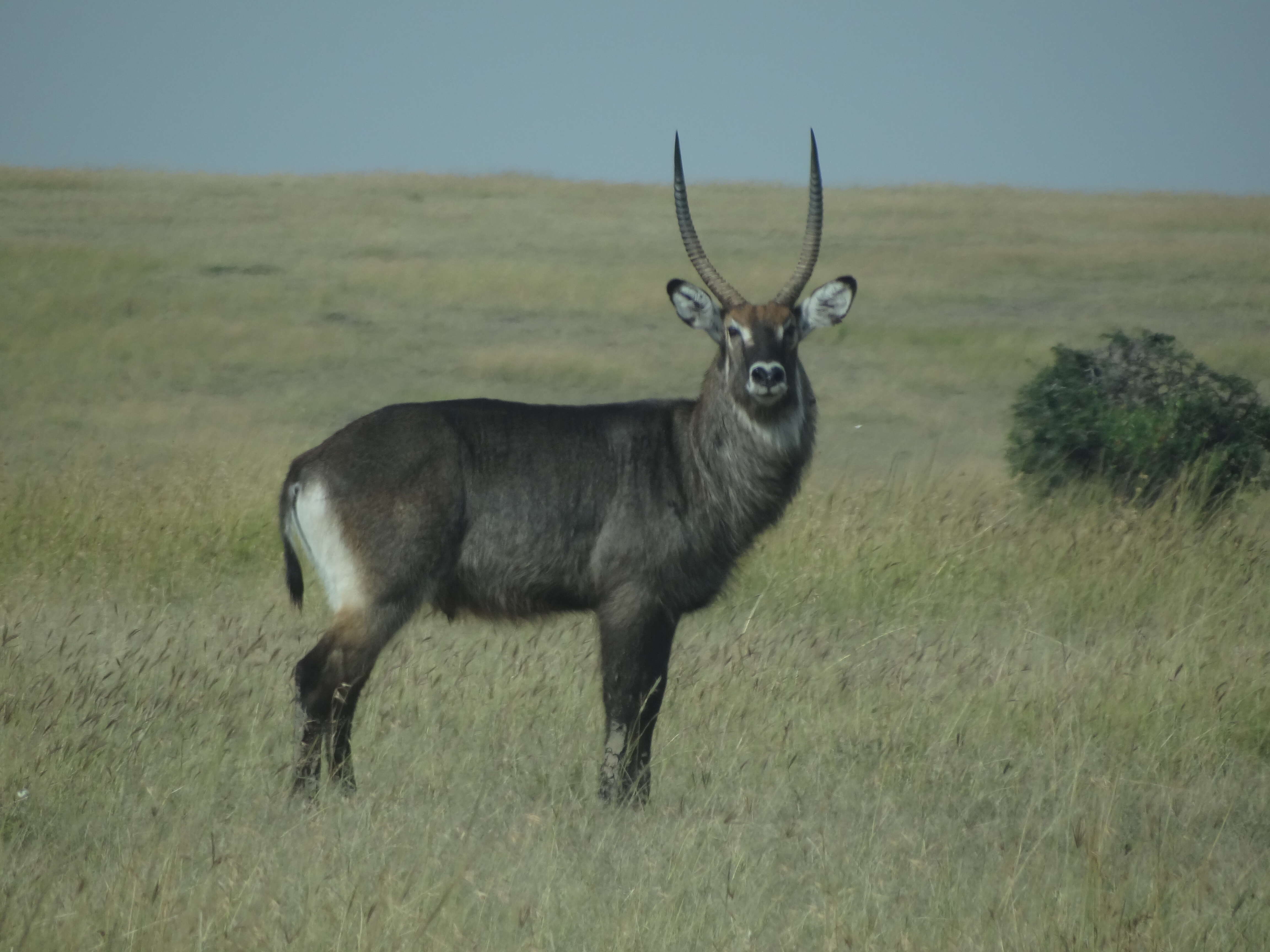 Image of Reduncinae