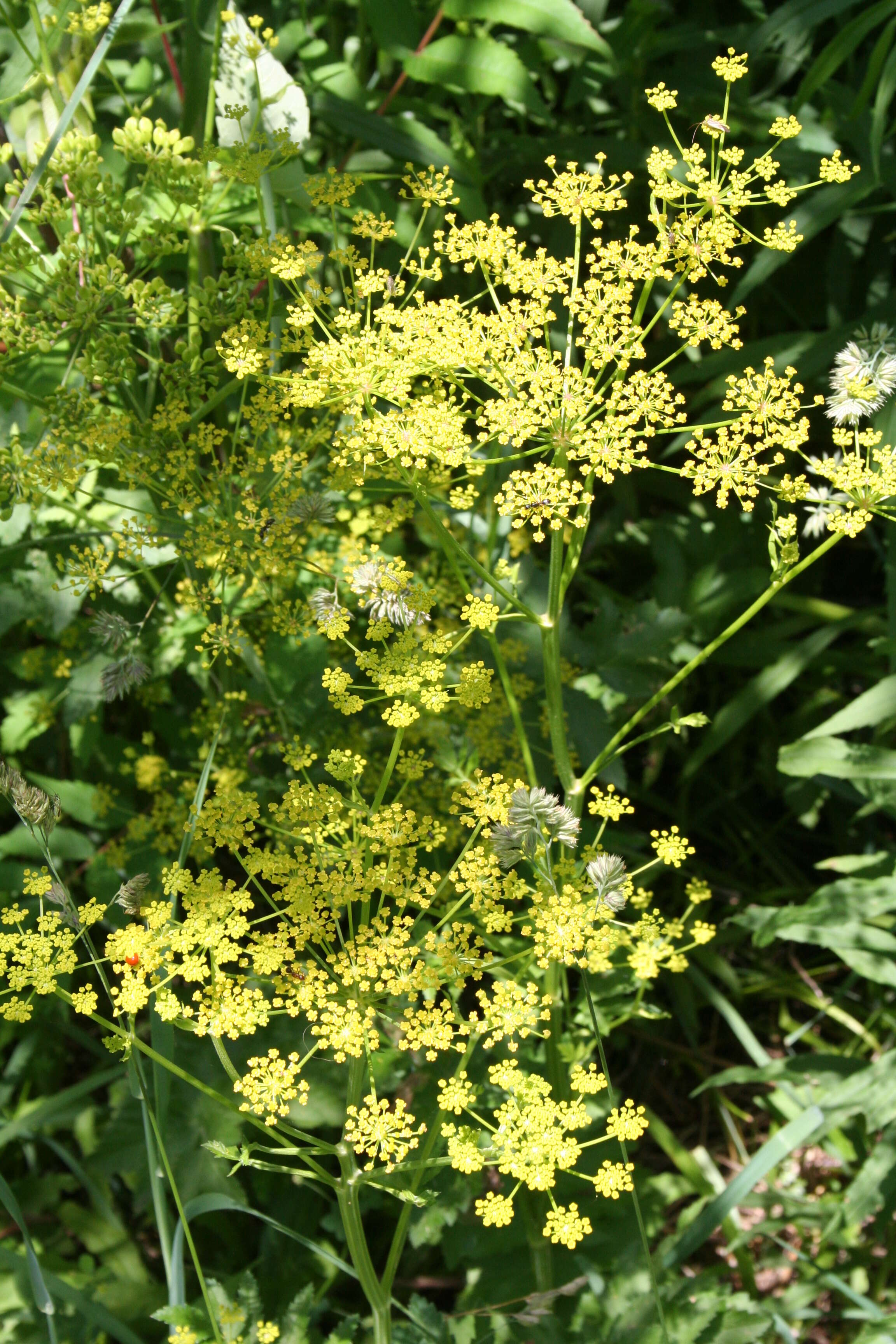 Image of wild parsnip