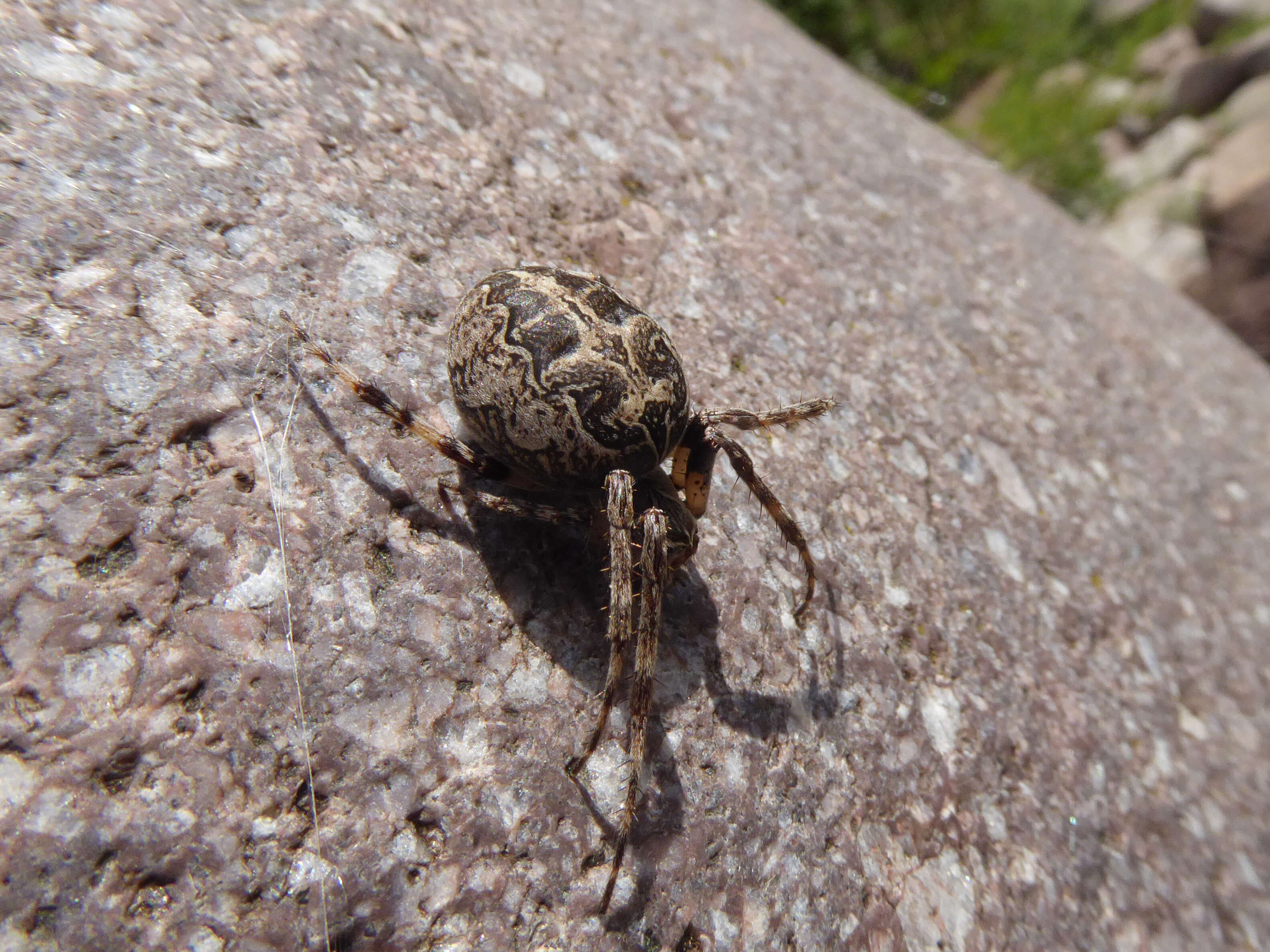 Image of Gray Cross Spider