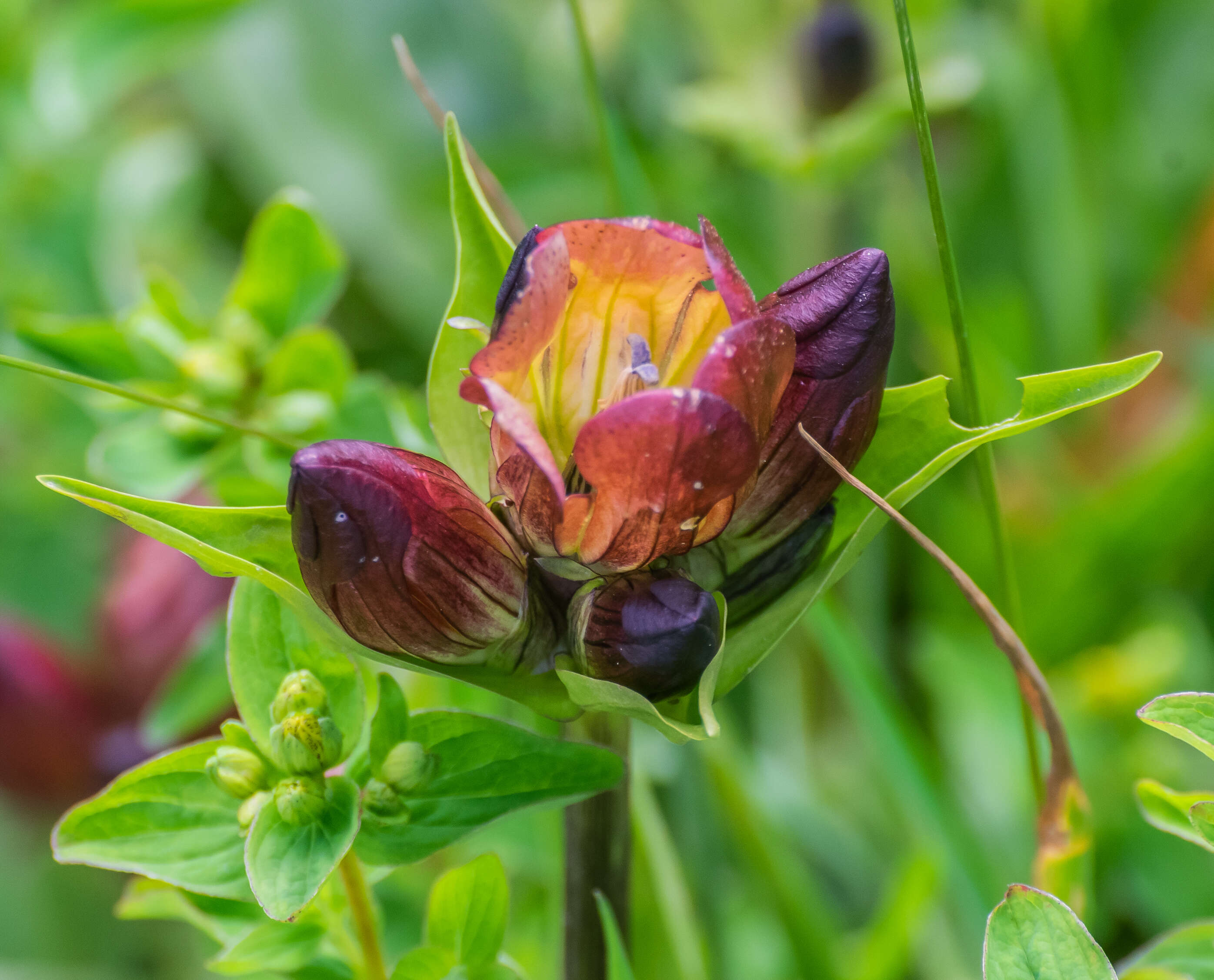 Image de Gentiane Pourpre