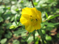 Image of Goldilocks Buttercup