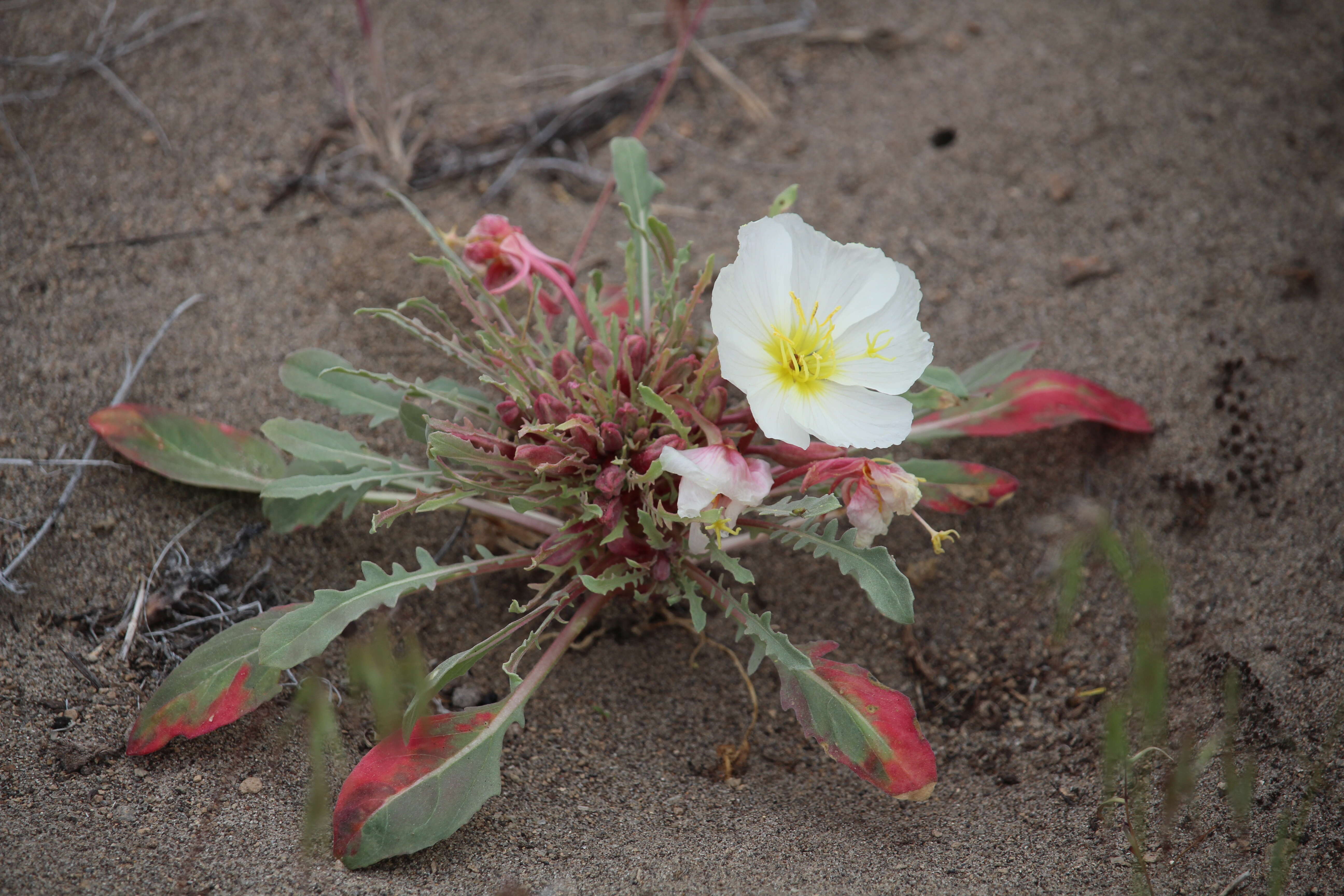 Imagem de Oenothera primiveris A. Gray