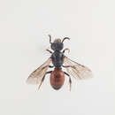 Image of Sphecodes hyalinatus Hagens 1882