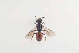 صورة Sphecodes hyalinatus Hagens 1882