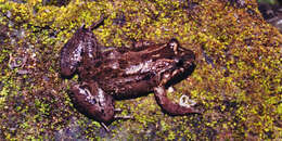 Image of Black Jungle-Frog