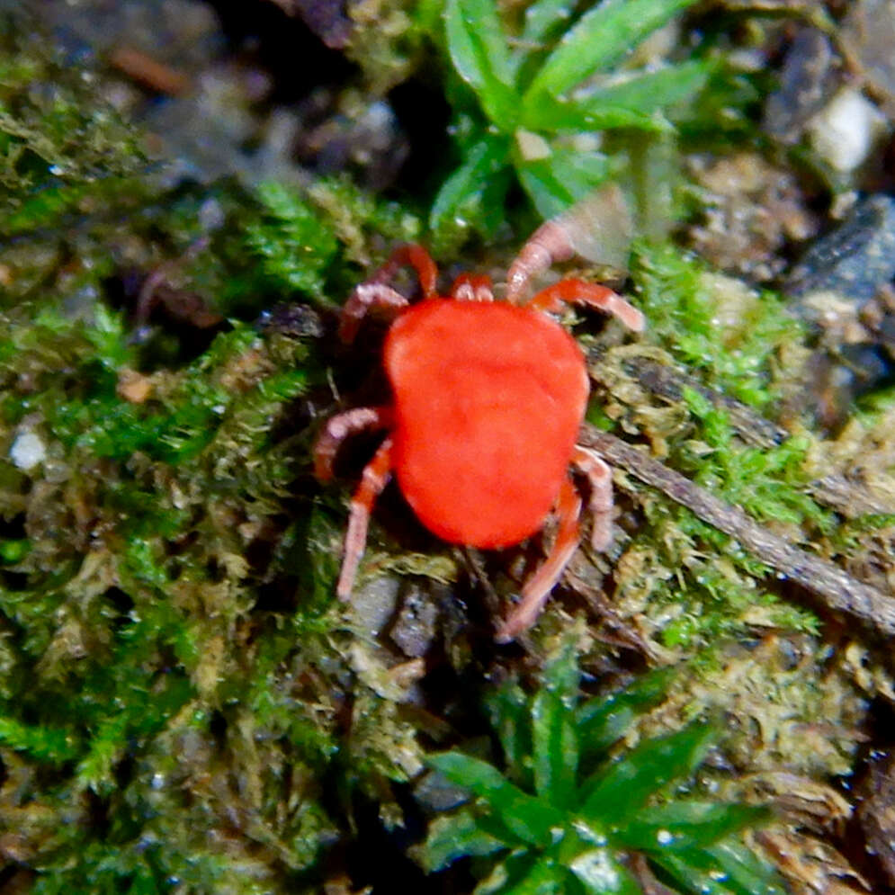 Image of Trombidium holosericeum