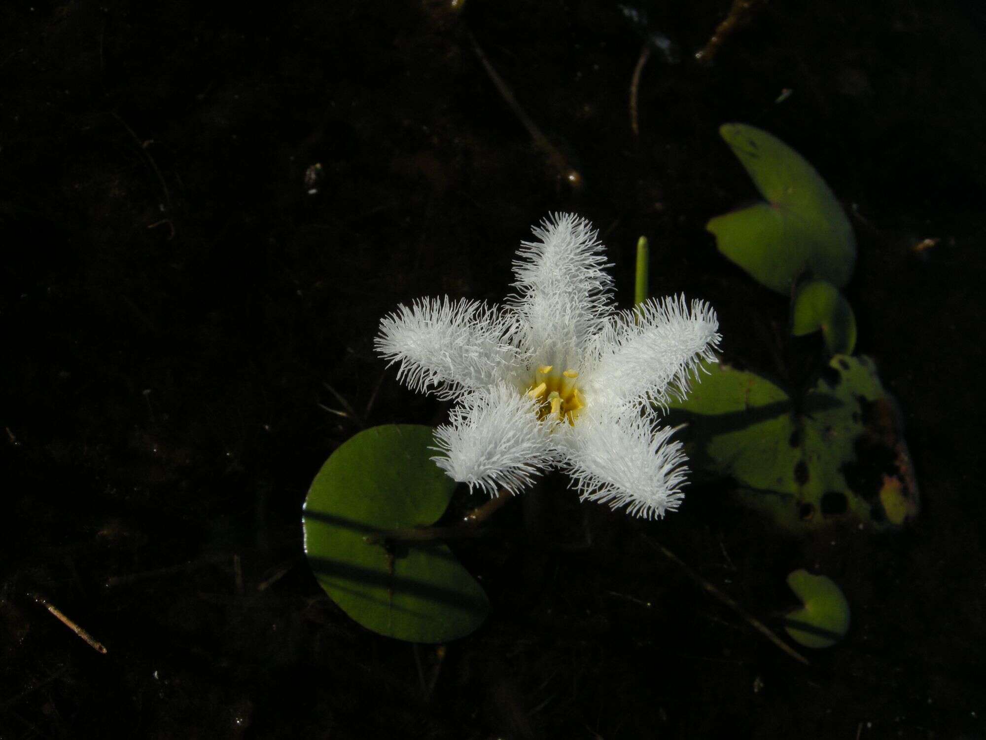 Image of Water-snowflake