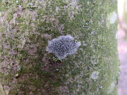 Image of lecidella lichen