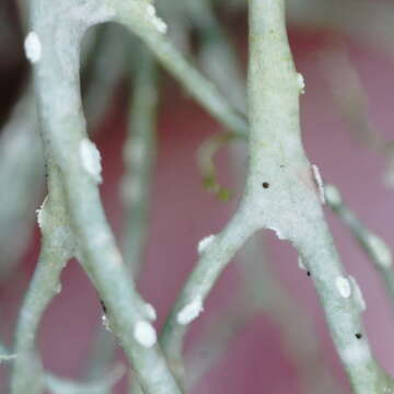 Image of farinose cartilage lichen