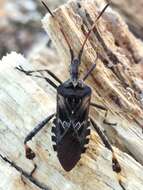 Image of Pine Seed Bug