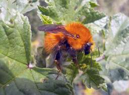 Image of Common carder bumblebee