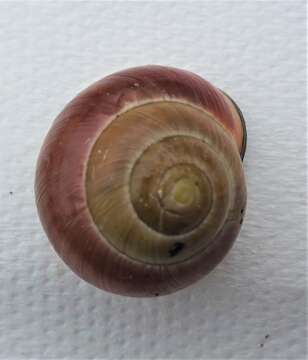 Image of Brown Lipped Snail